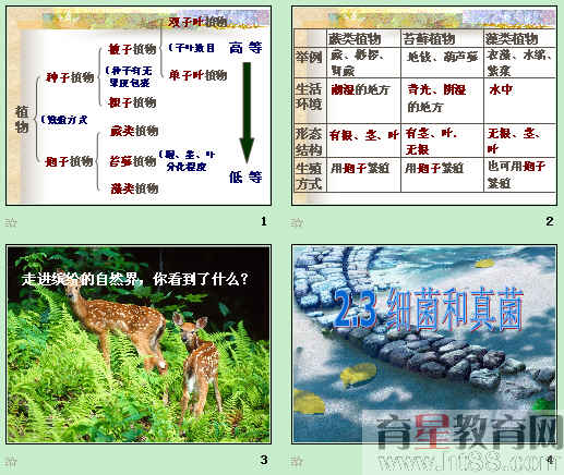 鿴Ԥͼ